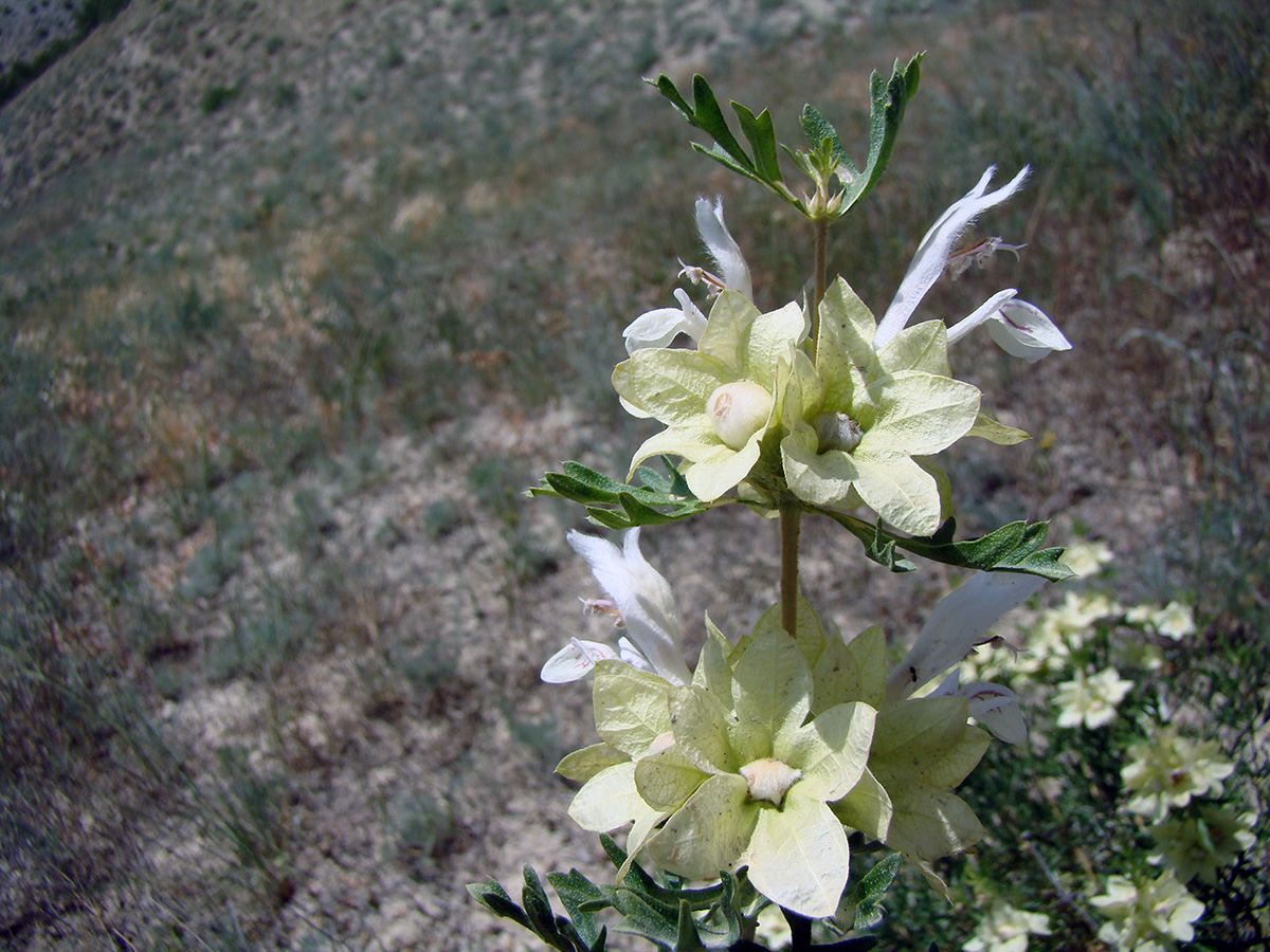 Изображение особи род Lagochilus.