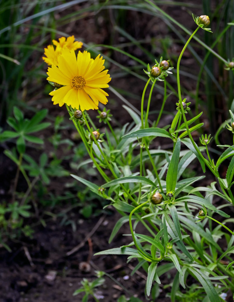 Image of Coreopsis grandiflora specimen.