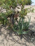 Pancratium maritimum. Растения под кроной можжевельника на песчаном пляже. Италия, Тоскана, парк Маремма. 12.04.2011.