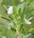 Ononis biflora. Верхушка растения с цветками и завязями. Республика Кипр, г. Лимасол, огороженный земельный участок. 03.04.2026.