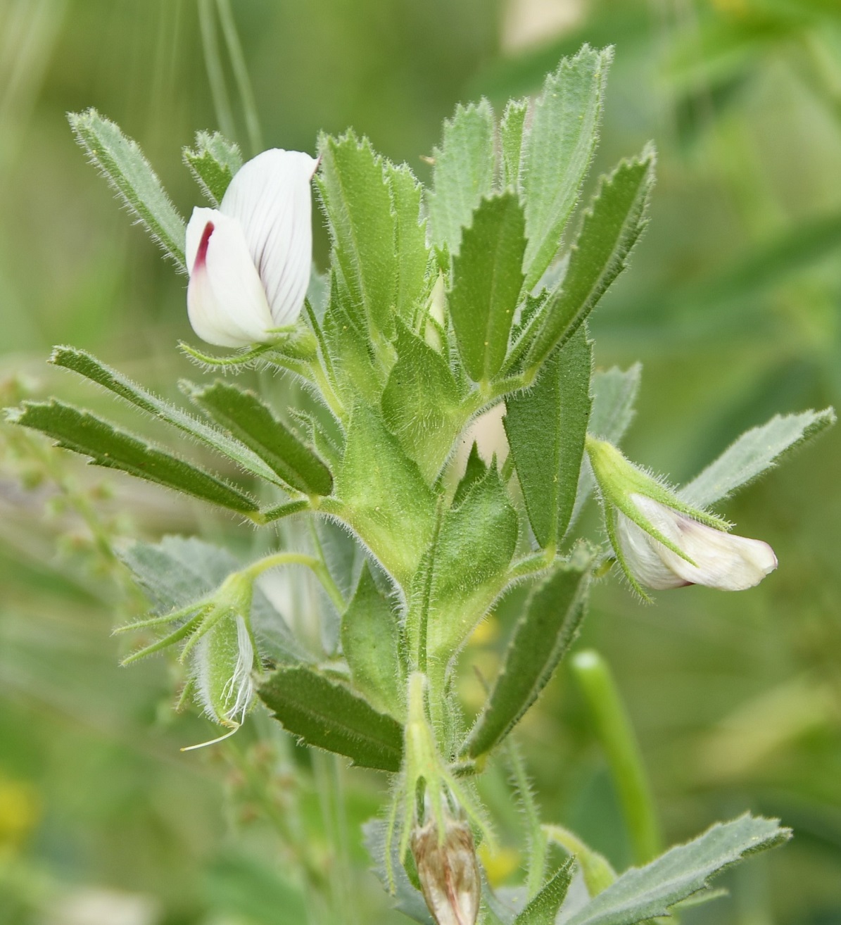 Image of Ononis biflora specimen.