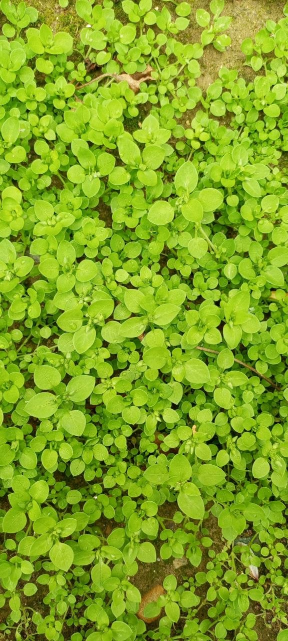 Image of Stellaria media specimen.