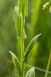 genus Arabis. Часть побега. Ростовская обл., Весёловский р-н, окр. хут. Казачий, степной склон. 16.04.2026.