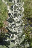 Verbascum pulverulentum. Средняя часть зацветающего растения. Испания, Каталония, пров. Жирона, комарка Баш Эмпорда, муниципалитет Санта-Кристина-де-Аро, окр. н.п. Романья-де-ла-Сельва, бровка травяного откоса по обочине дороги. 23.05.2026.