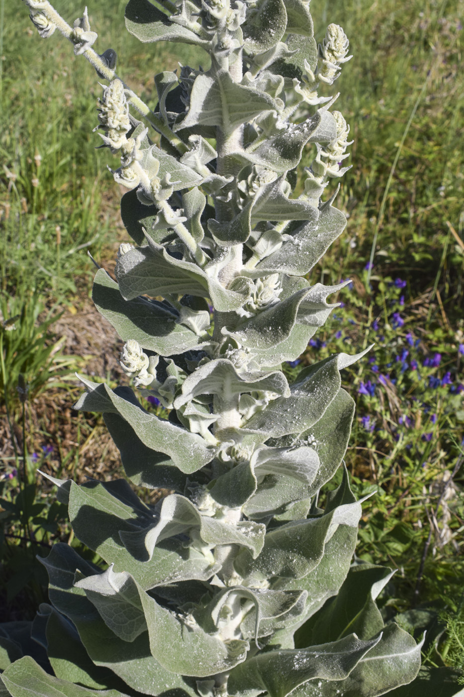 Изображение особи Verbascum pulverulentum.