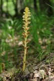 Orobanche hederae. Цветущее растение. Крым, Севастополь, Байдарская дол., окр. с. Широкое, Чернореченский каньон. 06.06.2026.