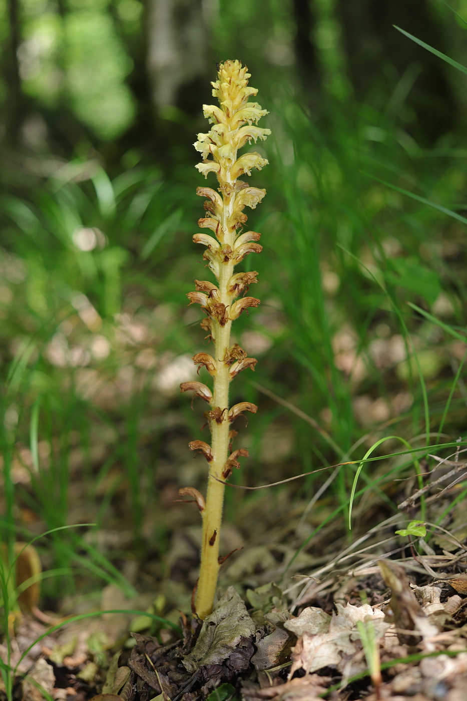 Image of Orobanche hederae specimen.
