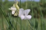 Lathyrus pallescens. Соцветие. Крым, окр. г. Симферополь, дубовое редколесье. 17.05.2026.