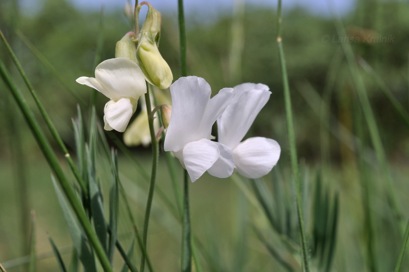 Image of Lathyrus pallescens specimen.
