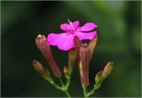 Silene armeria