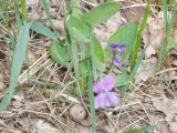 Viola hirta
