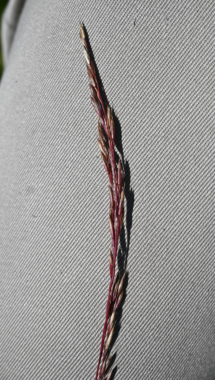 Image of Festuca rubra specimen.