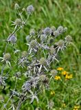Смотреть изображение Eryngium planum