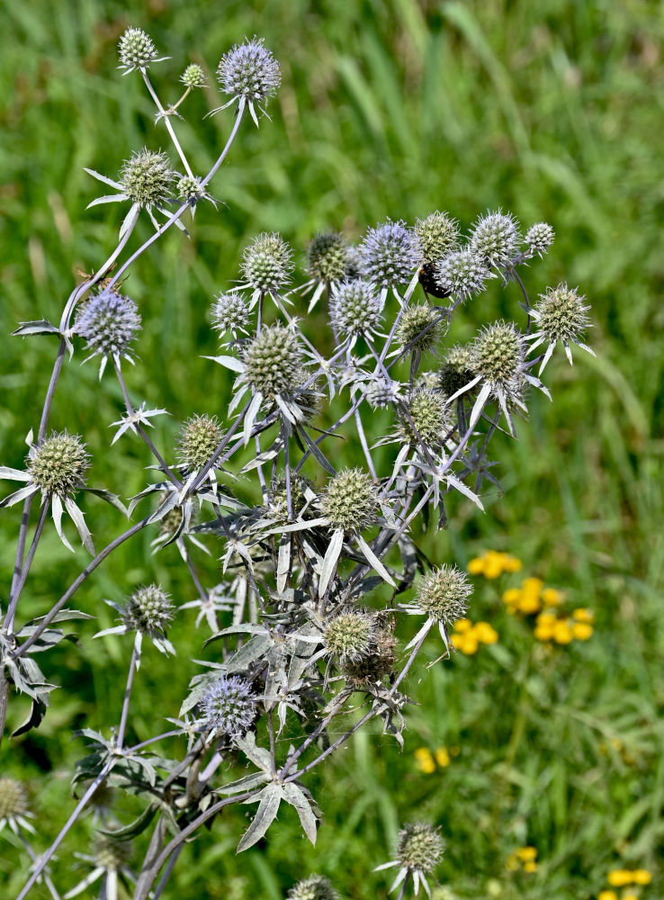 Изображение особи Eryngium planum.