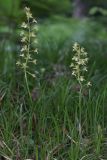 Oreorchis patens. Цветущие растения (высота левого — 37 см; длина соцветия — 15 см). Сахалин, г. Южно-Сахалинск, западный макросклон Сусунайского хр., левый склон долины р. Уюновка, 165 м н.у.м., елово-пихтовый лес. 27.06.2025.