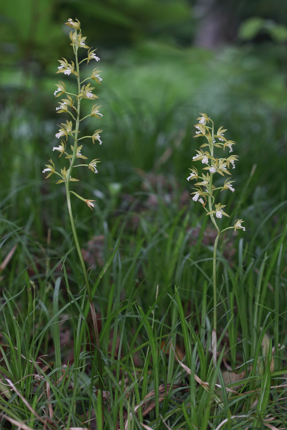 Изображение особи Oreorchis patens.