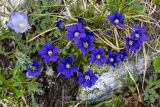 Gentiana dshimilensis. Цветущие растения. Карачаево-Черкесия, Карачаевский р-н, ущ. ручья Тырменлыкол, 2950 м н.у.м., каменистый альпийский луг. 08.08.2026.