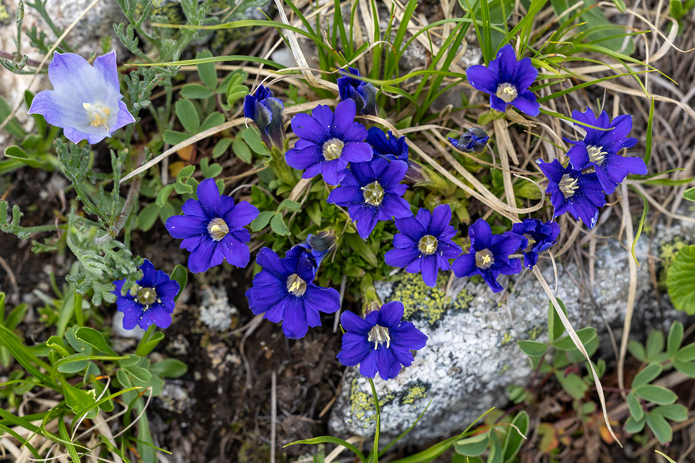 Изображение особи Gentiana dshimilensis.