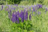 Lupinus polyphyllus. Аспект цветущих растений. Кировская обл., Кикнурский р-н, окр. села Тырышкино, суходольный разнотравно-злаковый луг. 10.06.2026.