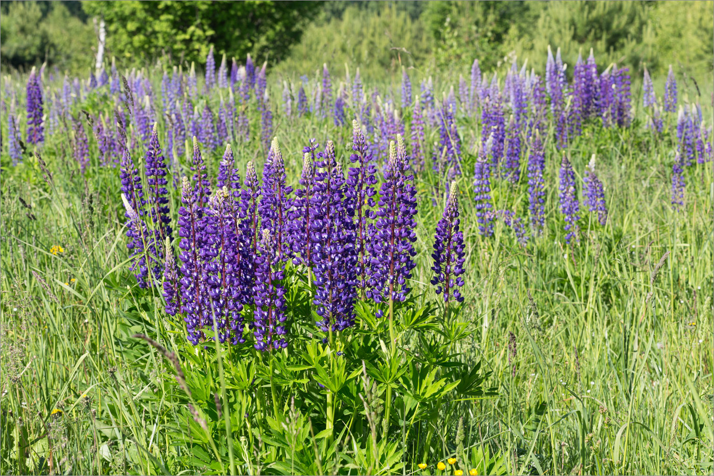 Image of Lupinus polyphyllus specimen.