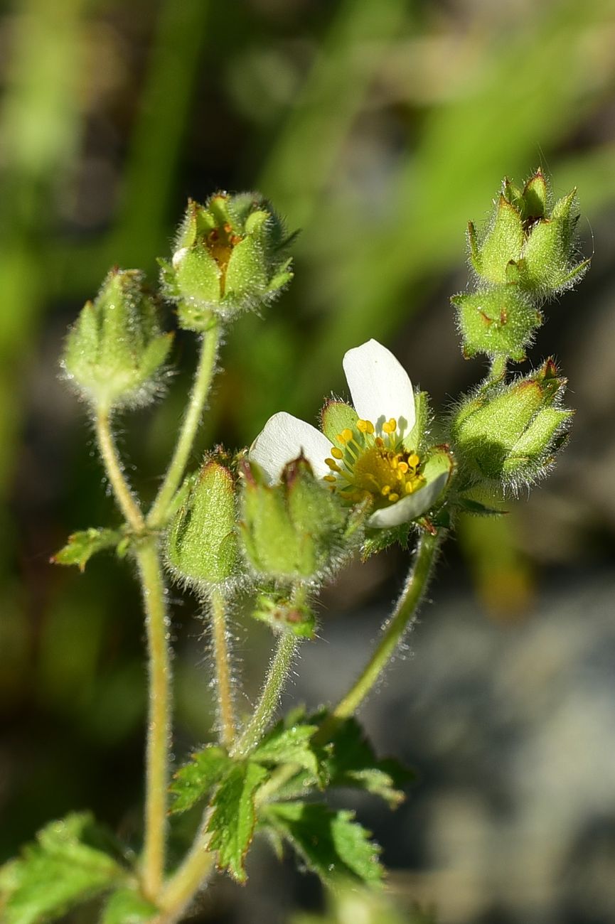 Изображение особи Potentilla foliosa.