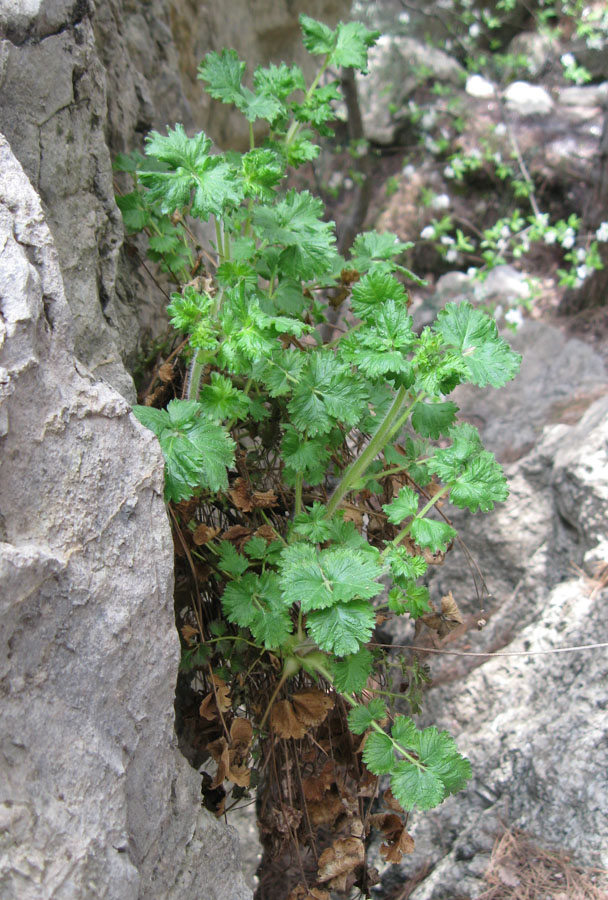 Изображение особи Potentilla geoides.