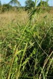 Valeriana officinalis