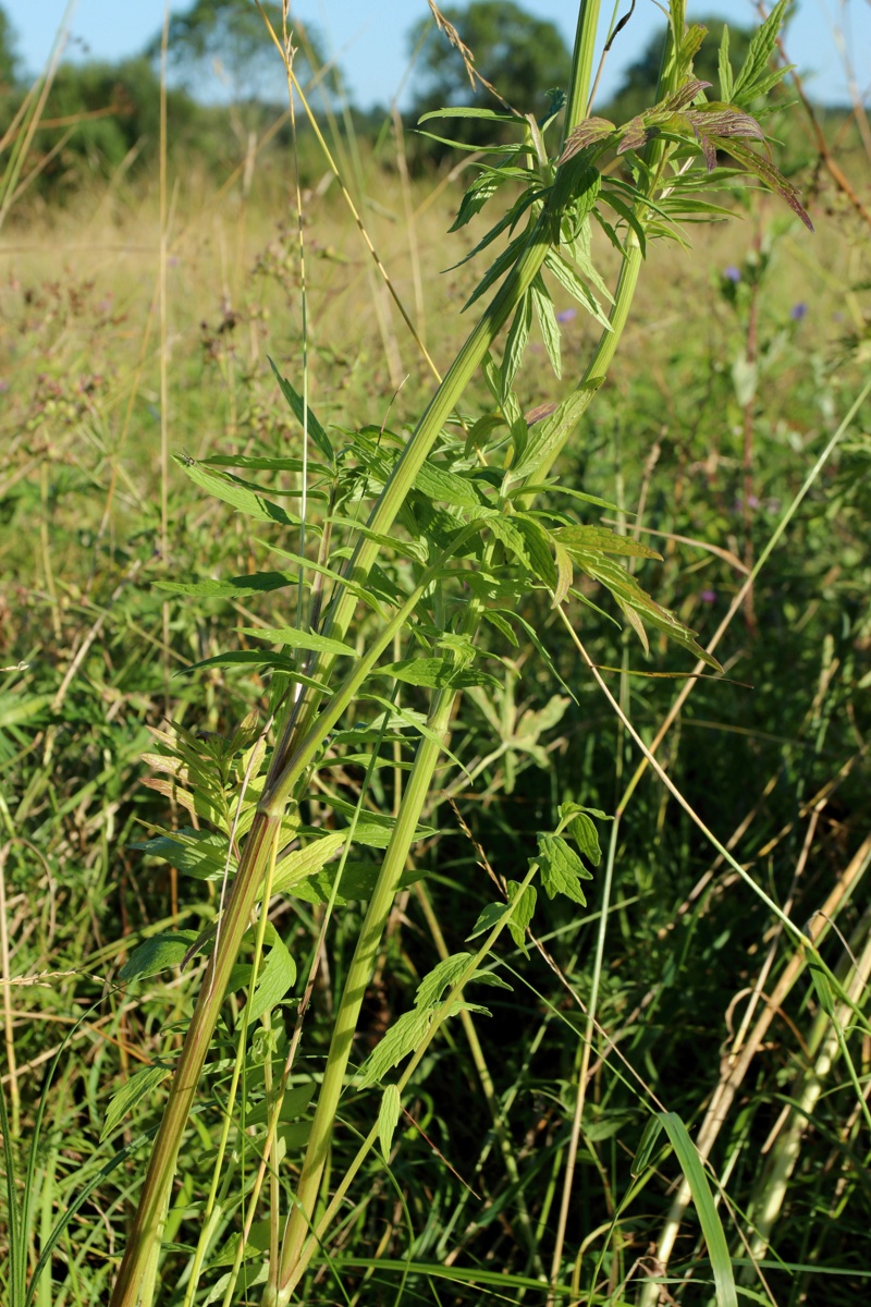 Image of Valeriana officinalis specimen.
