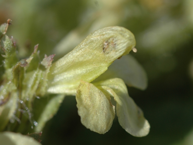 Изображение особи Pedicularis czuiliensis.