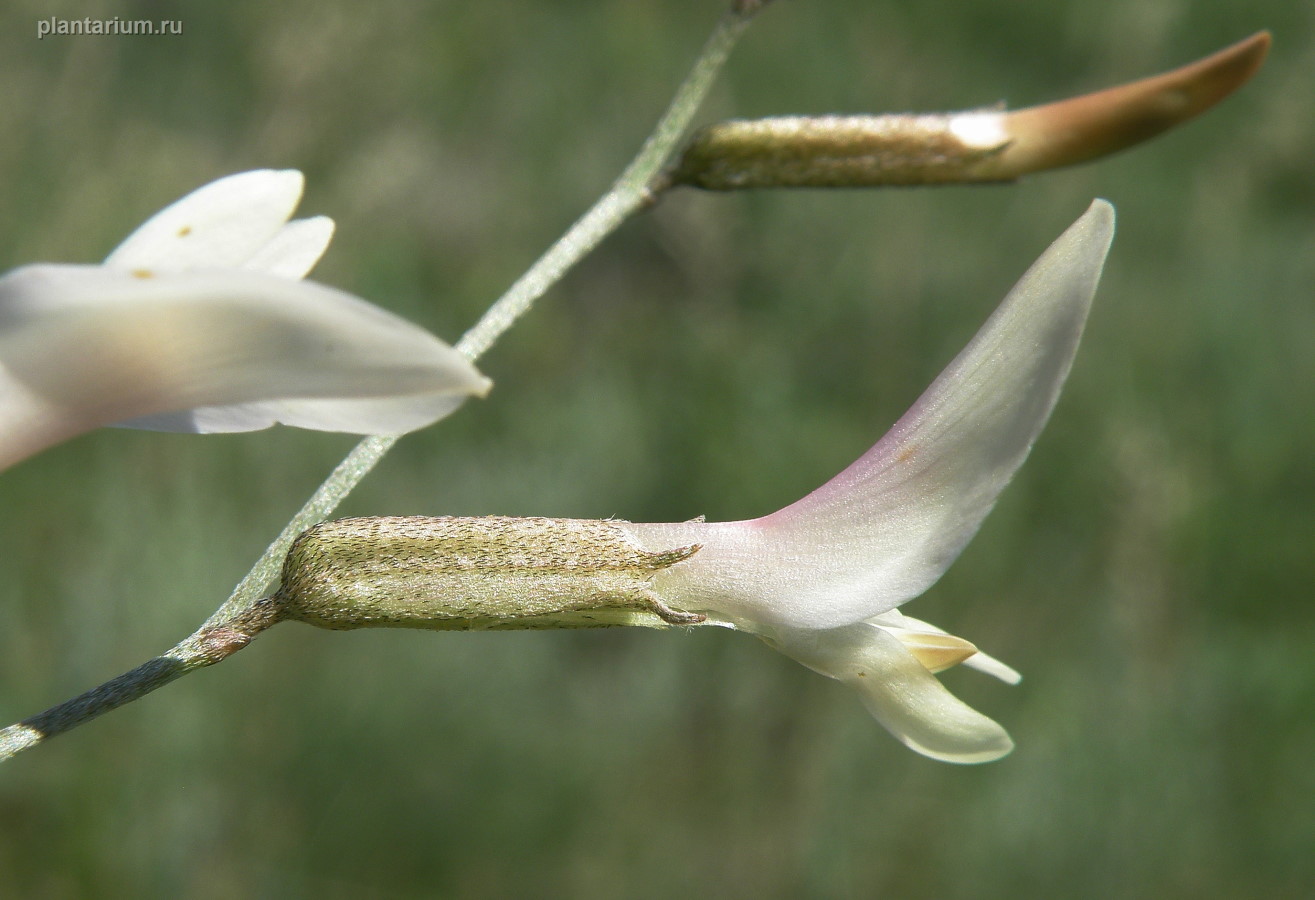 Изображение особи Astragalus pseudotataricus.