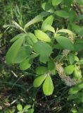 Salix × multinervis