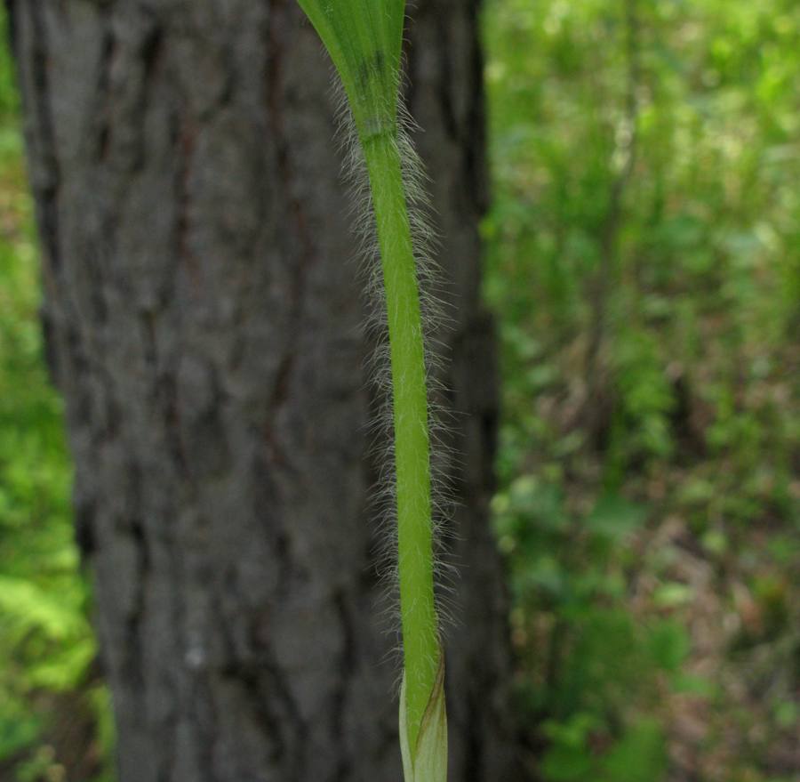 Image of Cypripedium guttatum specimen.