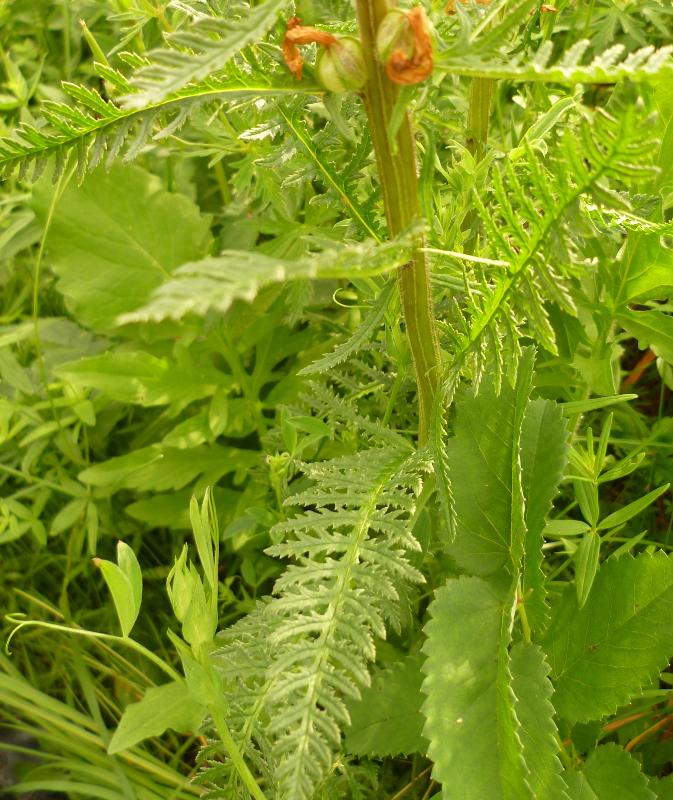 Image of Pedicularis sibirica specimen.