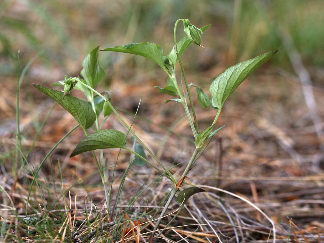 Image of Viola canina specimen.