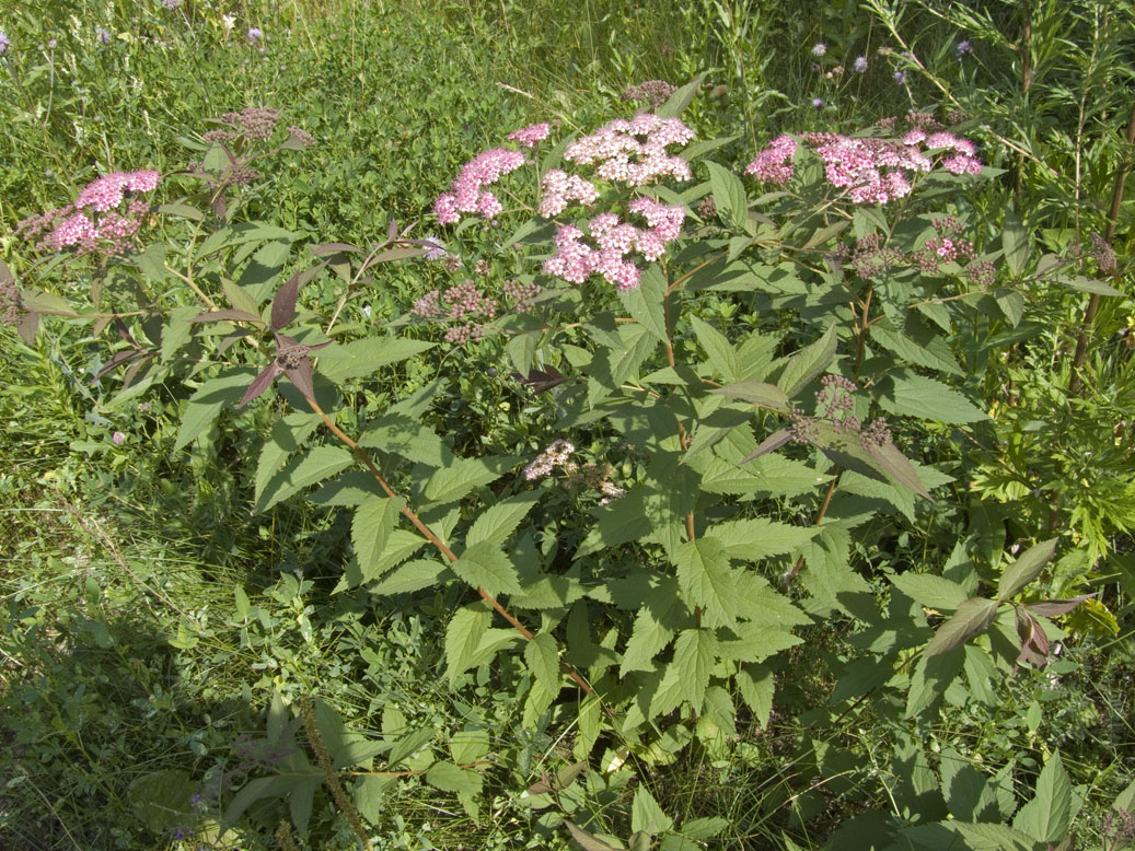 Image of Spiraea japonica specimen.