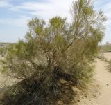 Haloxylon aphyllum. Взрослое растение. Каракумы. Июнь 2011 г.