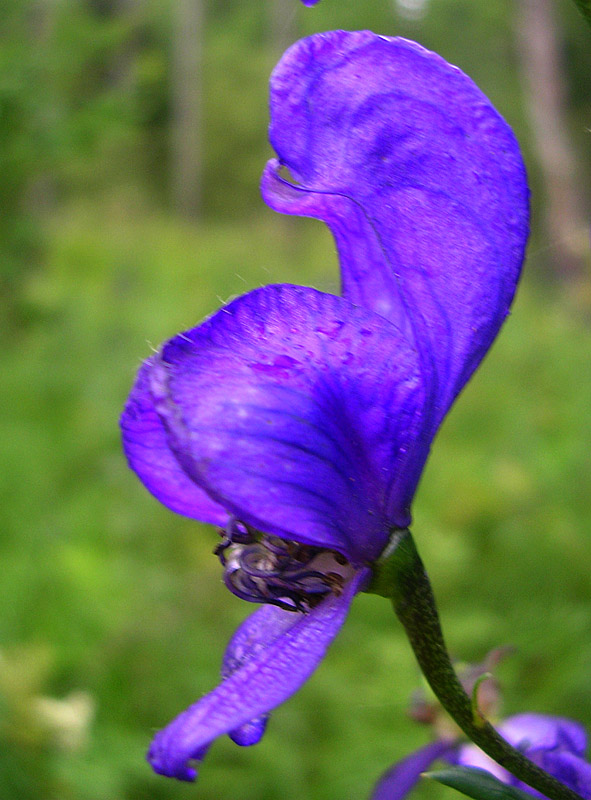 Изображение особи Aconitum flerovii.