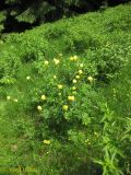 Trollius altissimus