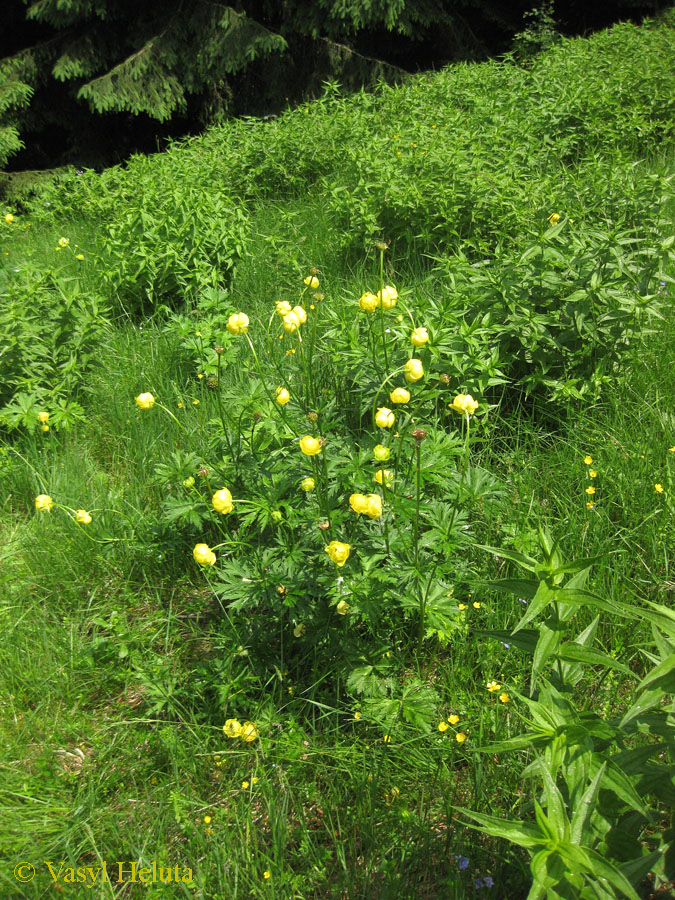 Изображение особи Trollius altissimus.