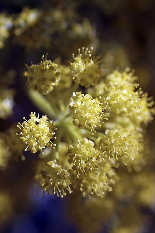 Image of Ferula foetida specimen.