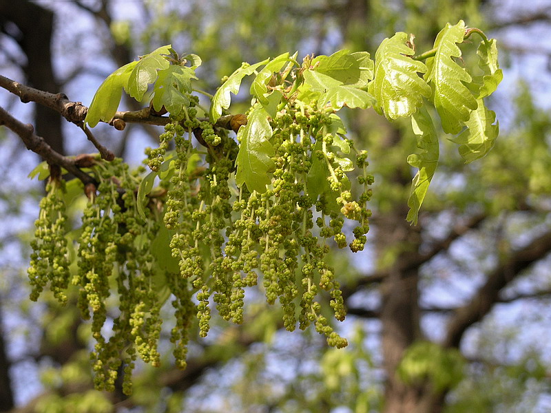 Image of Quercus robur specimen.