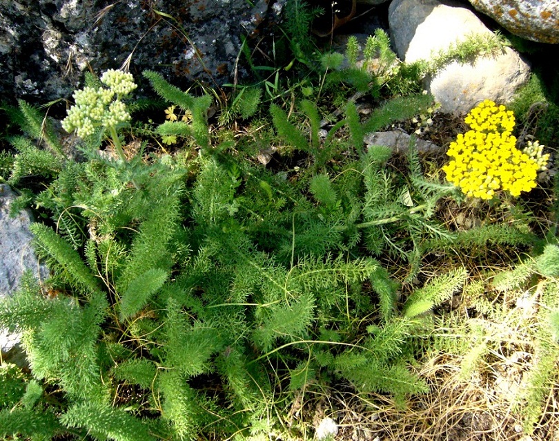 Изображение особи Achillea arabica.