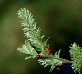 Salix myrsinifolia