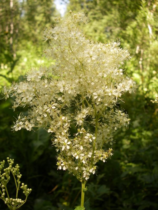 Image of Filipendula ulmaria ssp. denudata specimen.