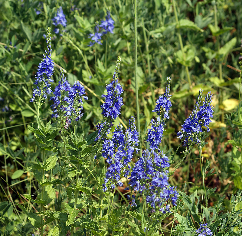 Изображение особи Veronica teucrium.