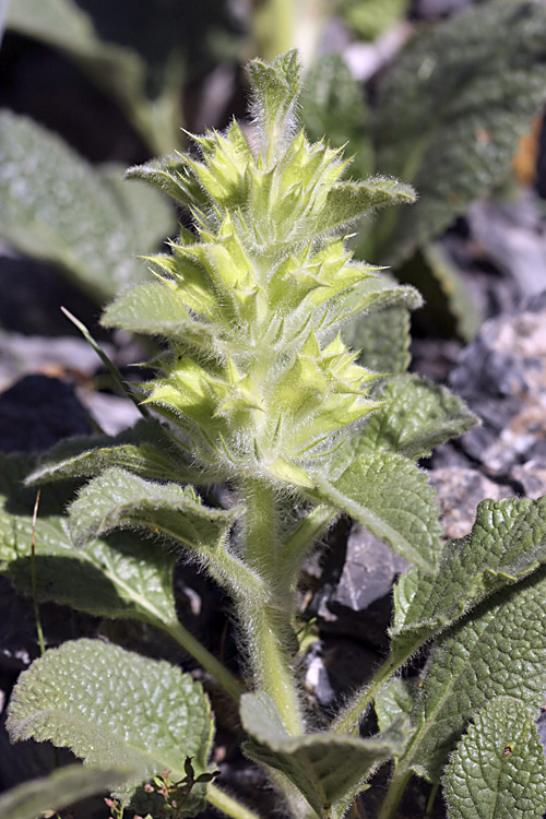 Изображение особи Phlomoides tianschanica.