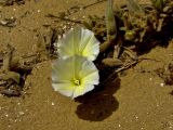 Convolvulus secundus. Цветки. Израиль, Шарон, г. Герцлия, высокий берег Средиземного моря. 19.05.2009.