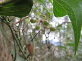 Smilax aspera