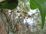 Smilax aspera