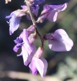 Oxytropis teres. Цветки. Алтай, щебнистая терраса в верхнем течении р. Катунь. 25.08.2009.